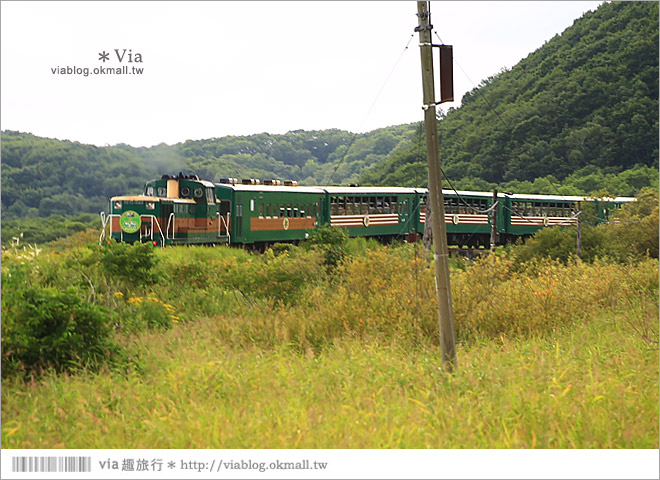 釧路旅遊景點》釧路濕原一日遊好好玩！釧路川獨木舟、釧路濕原norokko號、細岡展望台