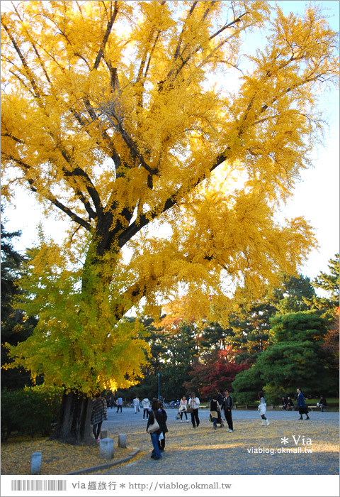 【京阪神自由行】關西賞楓懶人包！大阪、京都、奈良｜Via的紅葉美景全記錄♥ （目前收集28個，持續更新中）