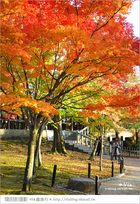 【京阪神自由行】關西賞楓懶人包！大阪、京都、奈良｜Via的紅葉美景全記錄♥ （目前收集28個，持續更新中）