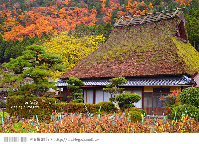 【京阪神自由行】關西賞楓懶人包！大阪、京都、奈良｜Via的紅葉美景全記錄♥ （目前收集28個，持續更新中）