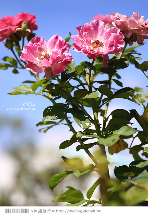 雲林景點一日遊》雲林古坑蘿莎玫瑰莊園～玫瑰花園休日遊憩好去處‧香味滿山城！