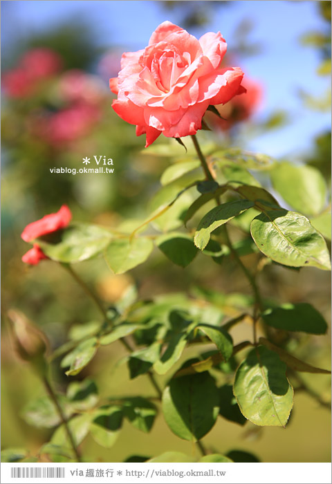 雲林景點一日遊》雲林古坑蘿莎玫瑰莊園～玫瑰花園休日遊憩好去處‧香味滿山城！