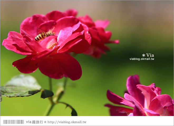 雲林景點一日遊》雲林古坑蘿莎玫瑰莊園～玫瑰花園休日遊憩好去處‧香味滿山城！