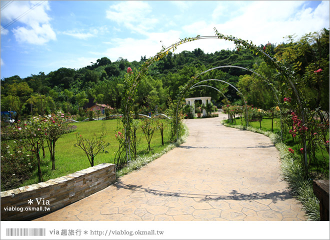 雲林景點一日遊》雲林古坑蘿莎玫瑰莊園～玫瑰花園休日遊憩好去處‧香味滿山城！