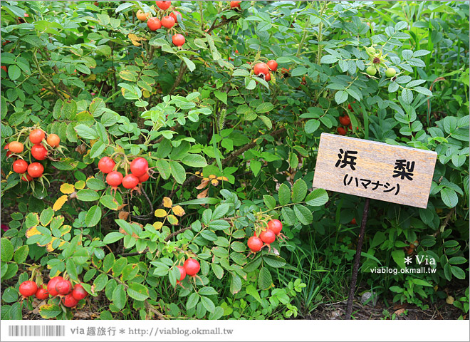 北海道景點》帶廣景點推薦：六花之森～六花亭的甜點森林！夢幻的包裝紙屋好浪漫！