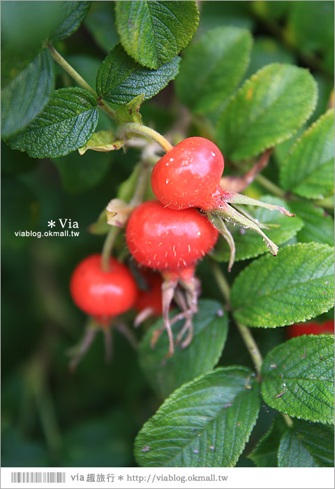 北海道景點》帶廣景點推薦：六花之森～六花亭的甜點森林！夢幻的包裝紙屋好浪漫！