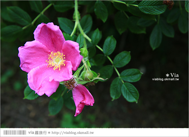 北海道景點》帶廣景點推薦：六花之森～六花亭的甜點森林！夢幻的包裝紙屋好浪漫！