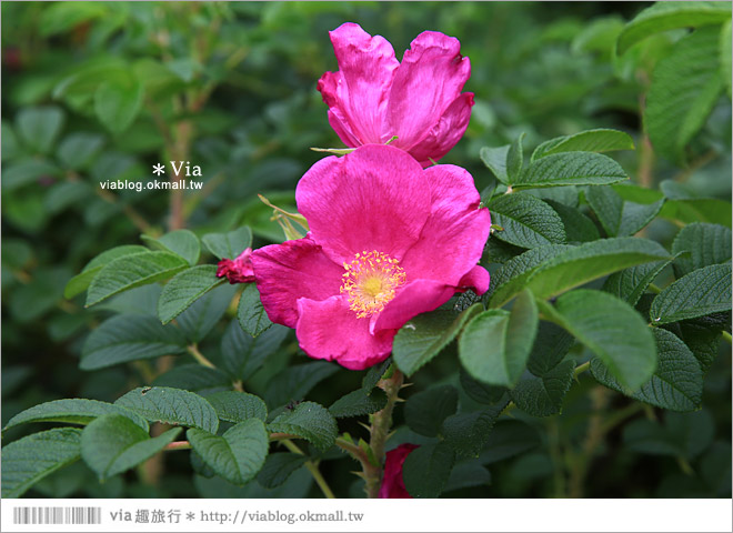 北海道景點》帶廣景點推薦：六花之森～六花亭的甜點森林！夢幻的包裝紙屋好浪漫！