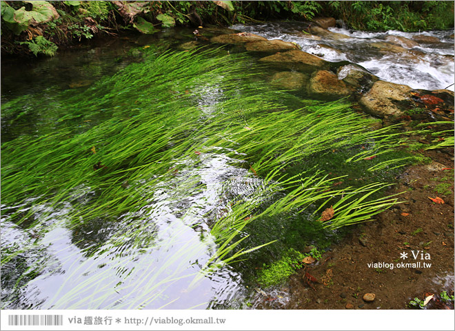 北海道景點》帶廣景點推薦：六花之森～六花亭的甜點森林！夢幻的包裝紙屋好浪漫！