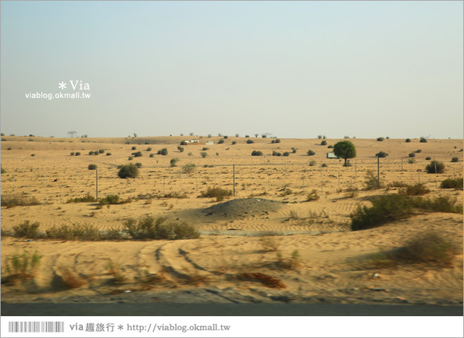 杜拜旅遊》杜拜旅遊行程～來去飆沙去！沙漠飆沙、騎駱駝、看夕陽、享用帳蓬晚餐！