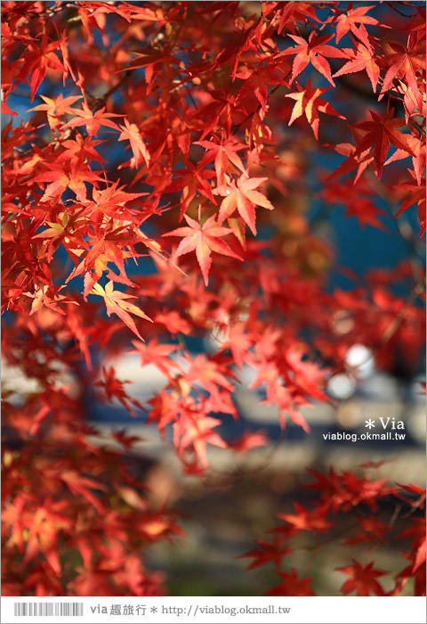 福島景點推薦》五色沼～福島的人氣景點！搭配紅葉的夢幻湖沼之旅