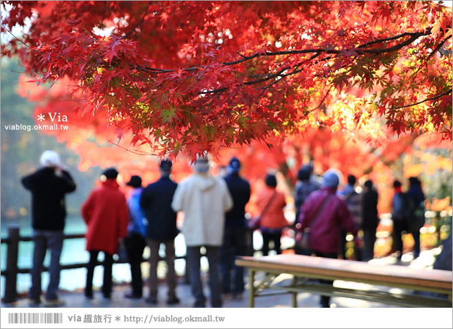 福島景點推薦》五色沼～福島的人氣景點！搭配紅葉的夢幻湖沼之旅