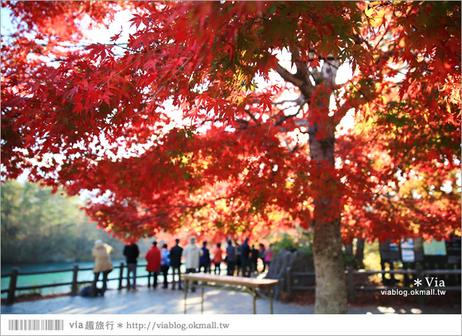 福島景點推薦》五色沼～福島的人氣景點！搭配紅葉的夢幻湖沼之旅