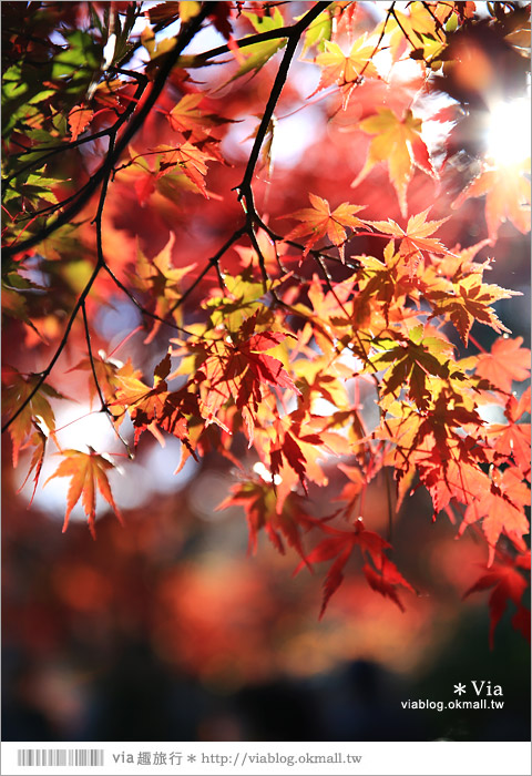 福島景點推薦》五色沼～福島的人氣景點！搭配紅葉的夢幻湖沼之旅