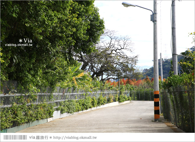 【落羽松秘境】台中泰安落羽松林＂隱藏版＂～就像在國外！泰安國小落羽松秘境森林好夢幻！27