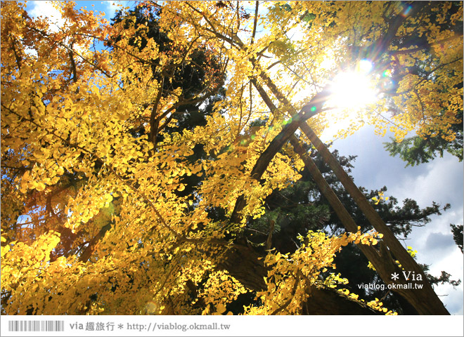 福島喜多方景點》新宮熊野神社～八百多年大銀杏樹！值得一賞的秋季銀杏美景！