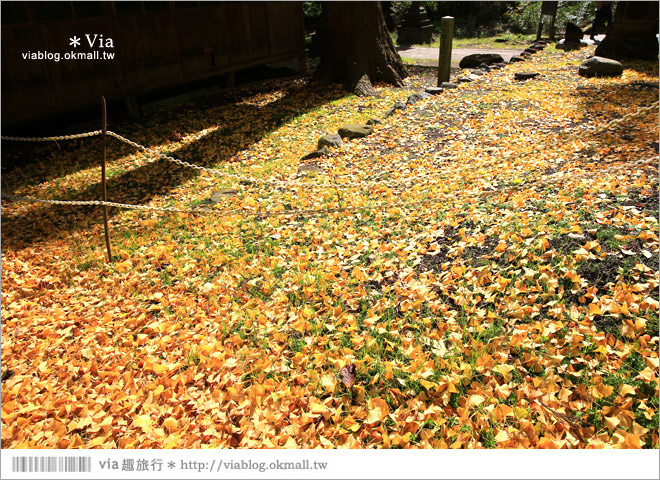 福島喜多方景點》新宮熊野神社～八百多年大銀杏樹！值得一賞的秋季銀杏美景！