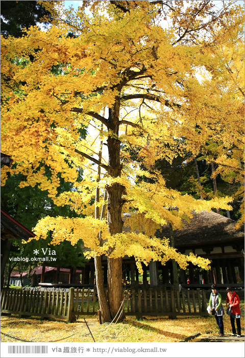 福島喜多方景點》新宮熊野神社～八百多年大銀杏樹！值得一賞的秋季銀杏美景！