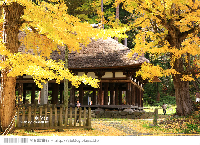 福島喜多方景點》新宮熊野神社～八百多年大銀杏樹！值得一賞的秋季銀杏美景！