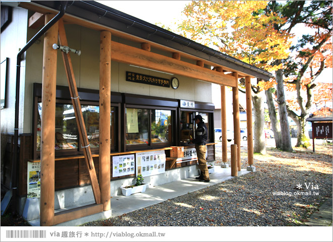 福島喜多方景點》新宮熊野神社～八百多年大銀杏樹！值得一賞的秋季銀杏美景！