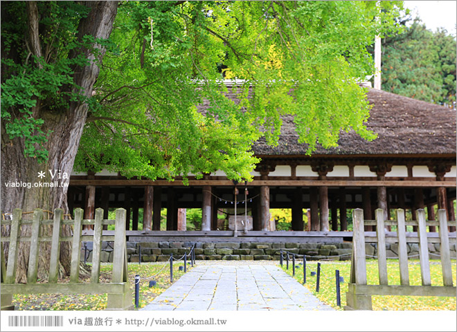 福島喜多方景點》新宮熊野神社～八百多年大銀杏樹！值得一賞的秋季銀杏美景！