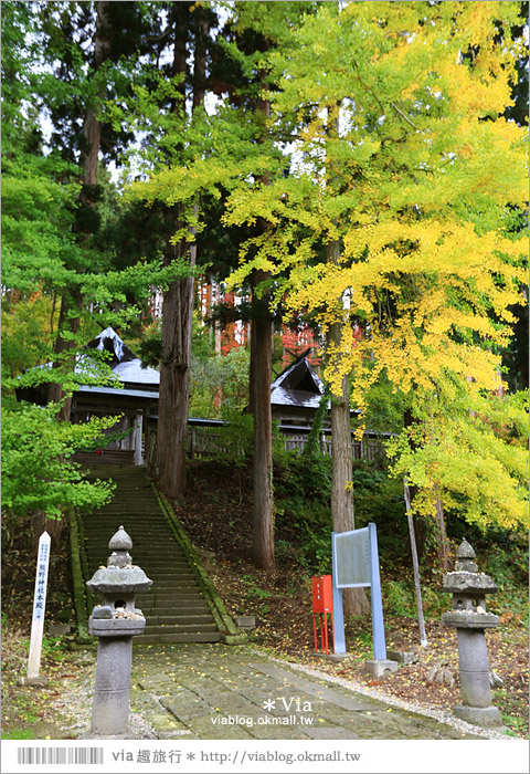 福島喜多方景點》新宮熊野神社～八百多年大銀杏樹！值得一賞的秋季銀杏美景！