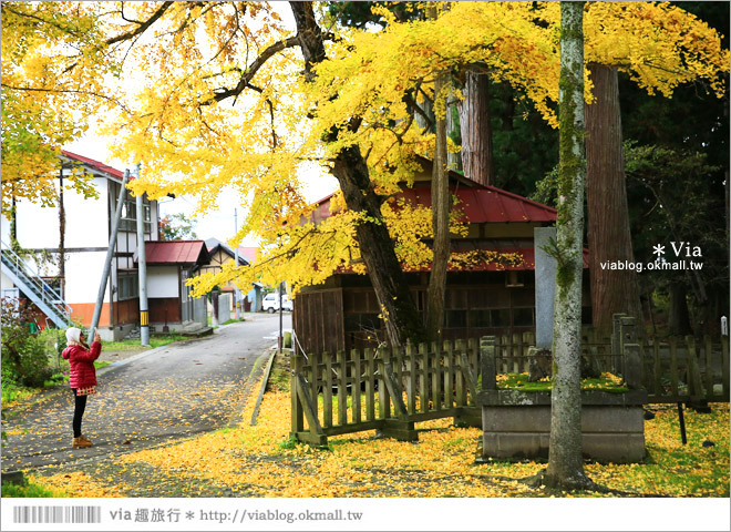 福島喜多方景點》新宮熊野神社～八百多年大銀杏樹！值得一賞的秋季銀杏美景！