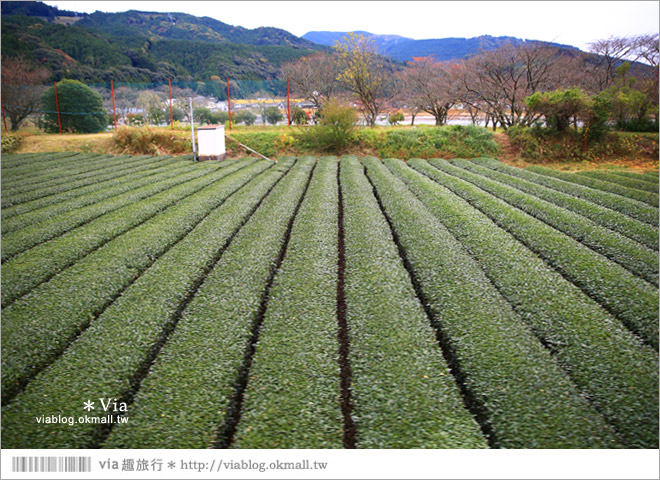 靜岡旅遊》大井川鐵道(上)～新金谷車站／搭乘SL蒸汽火車、來趟懷舊的鐵道旅行！