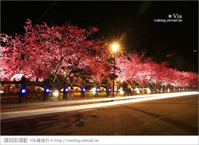 【泰安派出所夜櫻】泰安派出所櫻花2015～夜賞八重櫻、浪漫氣氛更顯濃郁！