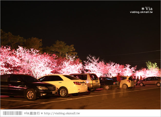 【泰安派出所夜櫻】泰安派出所櫻花2015～夜賞八重櫻、浪漫氣氛更顯濃郁！