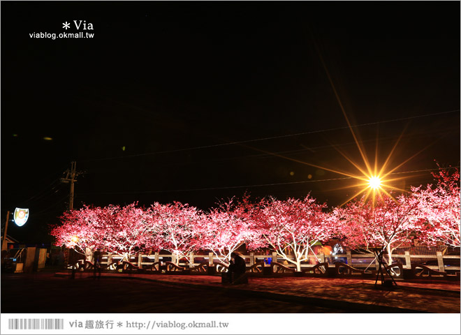 【泰安派出所夜櫻】泰安派出所櫻花2015～夜賞八重櫻、浪漫氣氛更顯濃郁！