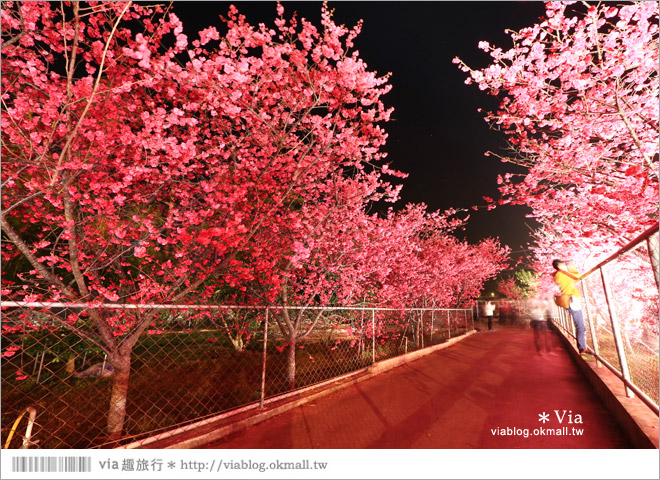 【泰安派出所夜櫻】泰安派出所櫻花2015～夜賞八重櫻、浪漫氣氛更顯濃郁！