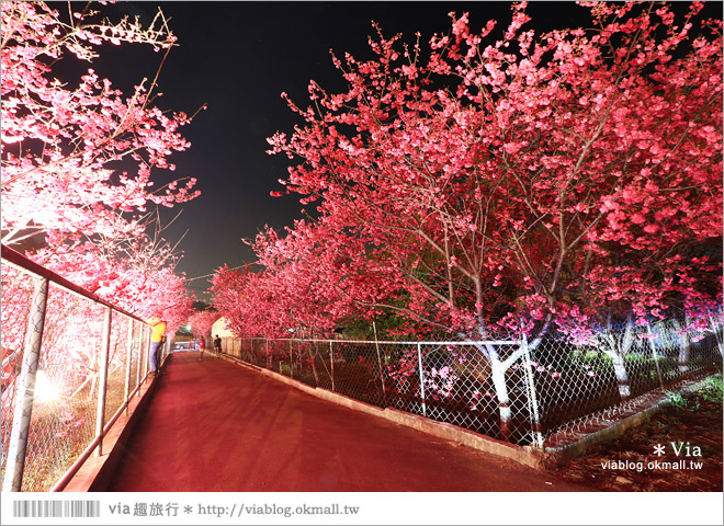 【泰安派出所夜櫻】泰安派出所櫻花2015～夜賞八重櫻、浪漫氣氛更顯濃郁！