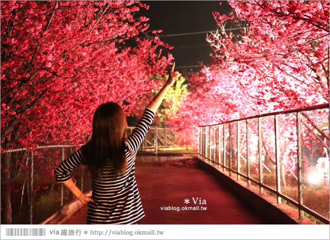 【泰安派出所夜櫻】泰安派出所櫻花2015～夜賞八重櫻、浪漫氣氛更顯濃郁！