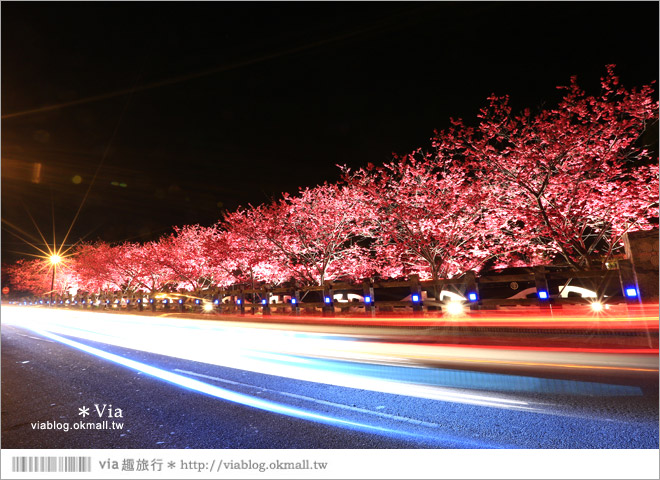 【泰安派出所夜櫻】泰安派出所櫻花2015～夜賞八重櫻、浪漫氣氛更顯濃郁！