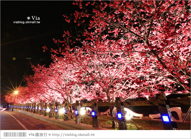 【泰安派出所夜櫻】泰安派出所櫻花2015～夜賞八重櫻、浪漫氣氛更顯濃郁！