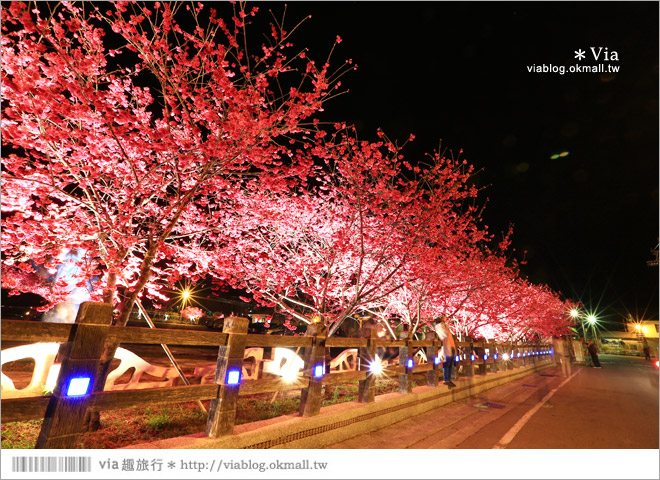 【泰安派出所夜櫻】泰安派出所櫻花2015～夜賞八重櫻、浪漫氣氛更顯濃郁！