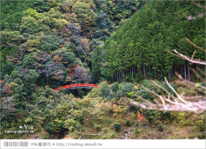 靜岡旅遊》大井川鐵道(下)～日本唯一齒軌登山軌道＋山中湖上秘境車站「奧大井湖上站」