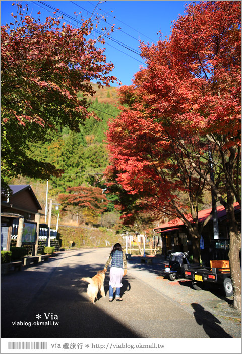 靜岡旅遊景點》秋季秘境之旅～寸又峽溫泉『夢之吊橋』，碧藍湖水上的夢幻美景