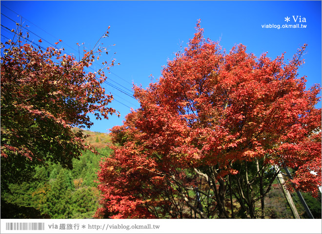 靜岡旅遊景點》秋季秘境之旅～寸又峽溫泉『夢之吊橋』，碧藍湖水上的夢幻美景