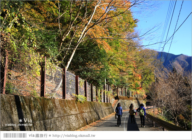 靜岡旅遊景點》秋季秘境之旅～寸又峽溫泉『夢之吊橋』，碧藍湖水上的夢幻美景