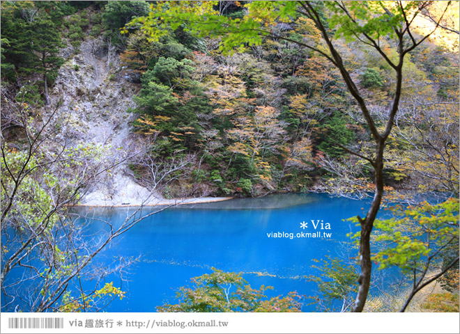 靜岡旅遊景點》秋季秘境之旅～寸又峽溫泉『夢之吊橋』，碧藍湖水上的夢幻美景