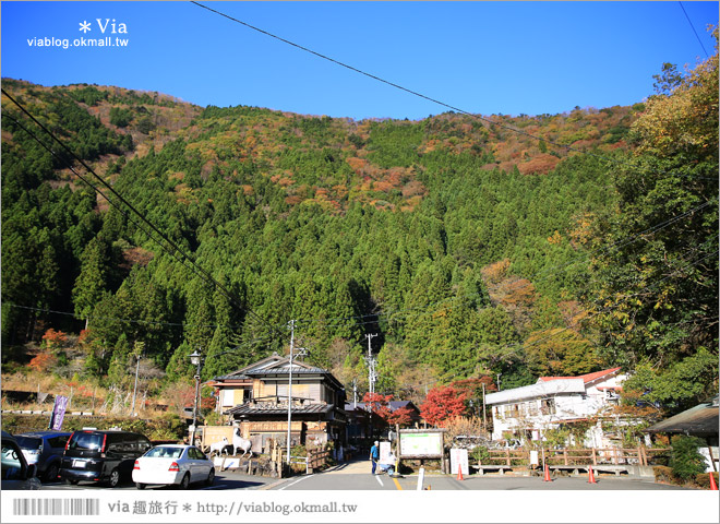 靜岡旅遊景點》秋季秘境之旅～寸又峽溫泉『夢之吊橋』，碧藍湖水上的夢幻美景