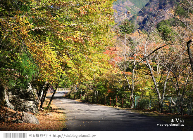 靜岡旅遊景點》秋季秘境之旅～寸又峽溫泉『夢之吊橋』，碧藍湖水上的夢幻美景