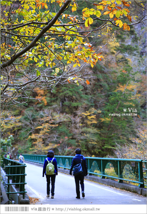 靜岡旅遊景點》秋季秘境之旅～寸又峽溫泉『夢之吊橋』，碧藍湖水上的夢幻美景