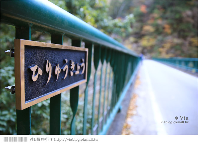 靜岡旅遊景點》秋季秘境之旅～寸又峽溫泉『夢之吊橋』，碧藍湖水上的夢幻美景