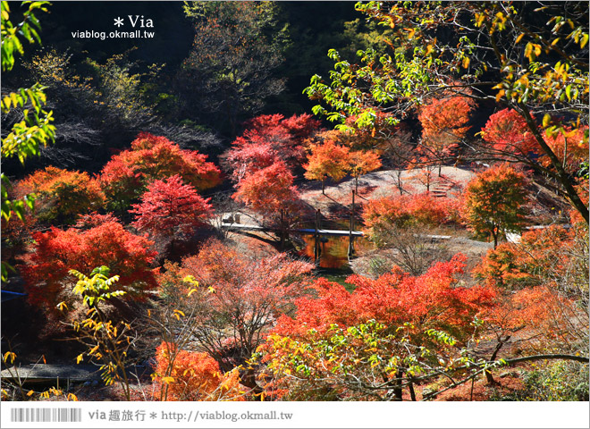 靜岡旅遊景點》秋季秘境之旅～寸又峽溫泉『夢之吊橋』，碧藍湖水上的夢幻美景