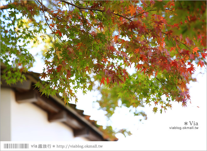 掛川旅遊景點》掛川城天守閣＋御殿～秀麗典雅的東海名城散步去