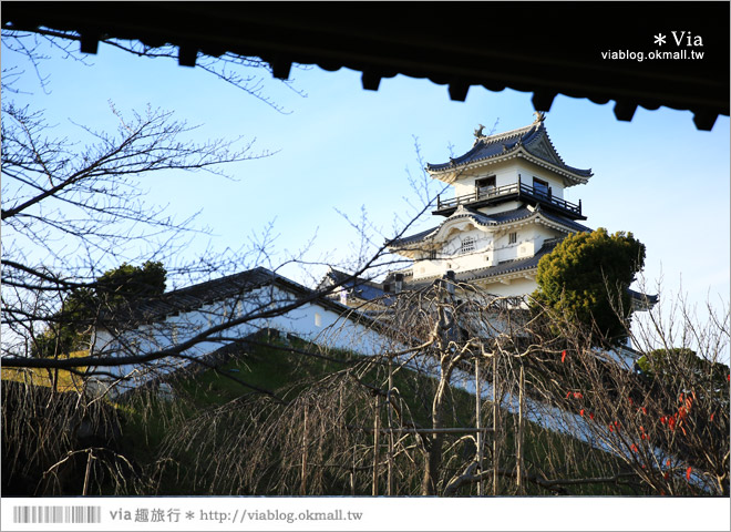 掛川旅遊景點》掛川城天守閣＋御殿～秀麗典雅的東海名城散步去