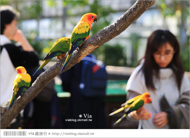 靜岡景點推薦》掛川花鳥園～愛鳥人&親子旅行大推薦！超有趣的花鳥園～玩到不想走！